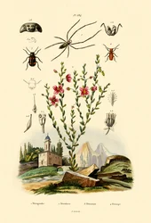 Long-jawed Spider